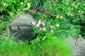 pink tulips in spring in the garden