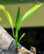 closeup photo of young green sprout