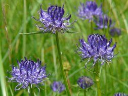 spherical devil flower