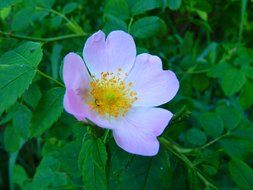 wild rose blossom close-up