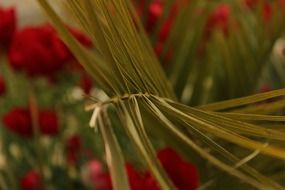 needles on a blurry background close-up