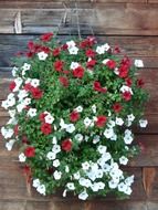 red and white garden petunia