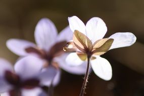 hepatica flower in the spring