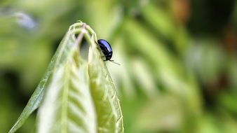 black beetle on a green plant close-up