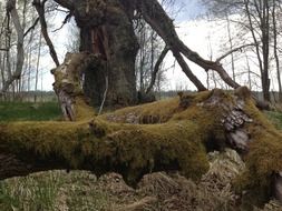 Picture of the moss on a trees in village