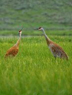 heron beaks