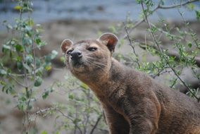 fossa in madagascar