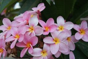 delicate pink flowers on the island of Gran Canaria