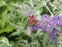 brown butterfly on a lilac closeup