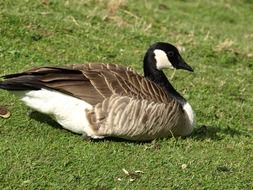 Sea goose on the grass