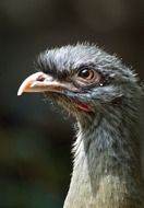 portrait of a chaco bird exotic