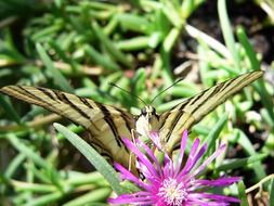 butterfly sitting on the summer flower