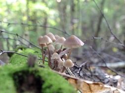 mushrooms among moss and twigs in the forest