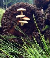 tree stump autumn mood