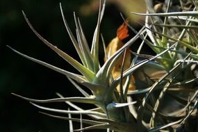 epiphyte plant leaves closeup