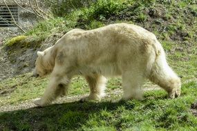 polar bear female animal mammal