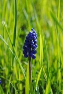 blue grass sun