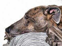 hound dog profile closeup