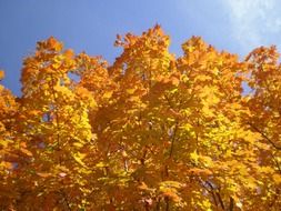 crown of the maple tree in autumn