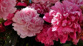 lush pink peonies