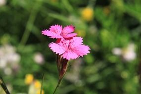 cute little carnation flower