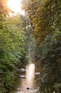 small river in an idyllic silent forest