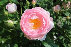 lovely rose flowers in the garden