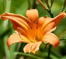 Orange blooming lily