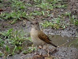 grey birdie in wild