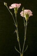 flower carnation