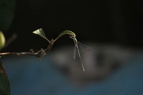 Wild dragonfly in a garden