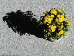 the shadow of chrysanthemums in a pot