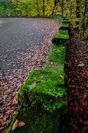 landscape of stone fence in green moss in forest