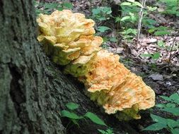 yellow tree fungus on the trunk