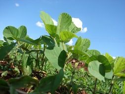 plantation of soybeans in light at blue sky background in Brazil