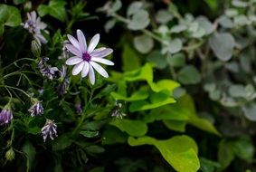 purple flowers among green leaves
