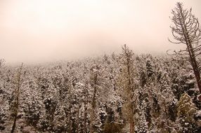 artistic conception of snow mountain woods