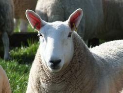 pedigree sheep on a farm close up