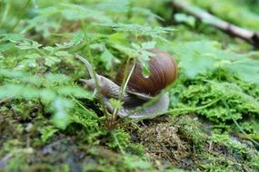 Cute snail with shell on green green grass