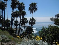 palm trees on ocean coastline