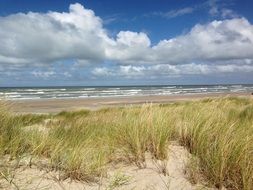 Green grass on the beaches of the North Sea