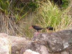 birds on stone in new zealand