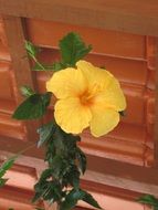 yellow cupid flower closeup