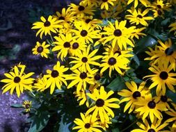 a lot of yellow echinacea