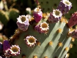 pink buds on the cactus closeup