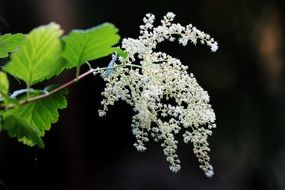 shrub with white small blooms closeup