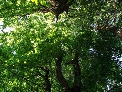 green canopy of tree branches above the road