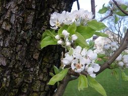 closeup photo of apple blossoms on tree