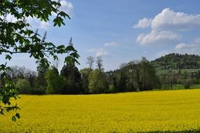panoramic view of a yellow field in spring