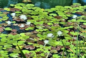 unimaginable white water lilies